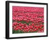 Tulips-WizData-Framed Photographic Print