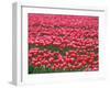 Tulips-WizData-Framed Photographic Print