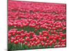 Tulips-WizData-Mounted Photographic Print