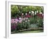 Tulips-null-Framed Photographic Print