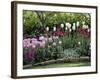 Tulips-null-Framed Photographic Print