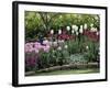 Tulips-null-Framed Photographic Print