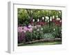 Tulips-null-Framed Photographic Print