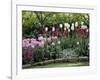 Tulips-null-Framed Photographic Print