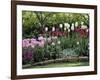 Tulips-null-Framed Photographic Print