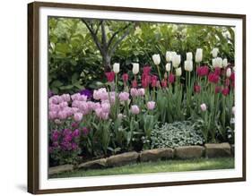 Tulips-null-Framed Photographic Print