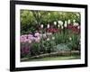 Tulips-null-Framed Photographic Print