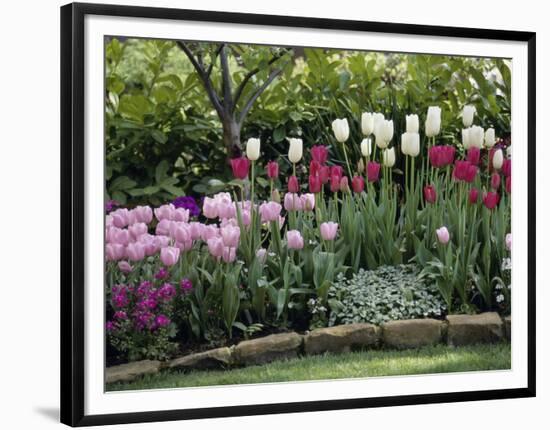 Tulips-null-Framed Photographic Print