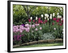 Tulips-null-Framed Photographic Print