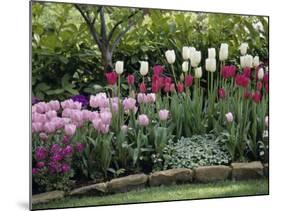 Tulips-null-Mounted Photographic Print