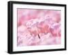 Tulips-null-Framed Photographic Print