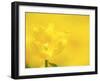 Tulips-null-Framed Photographic Print