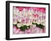 Tulips-null-Framed Photographic Print