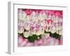 Tulips-null-Framed Photographic Print