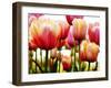 Tulips-null-Framed Photographic Print