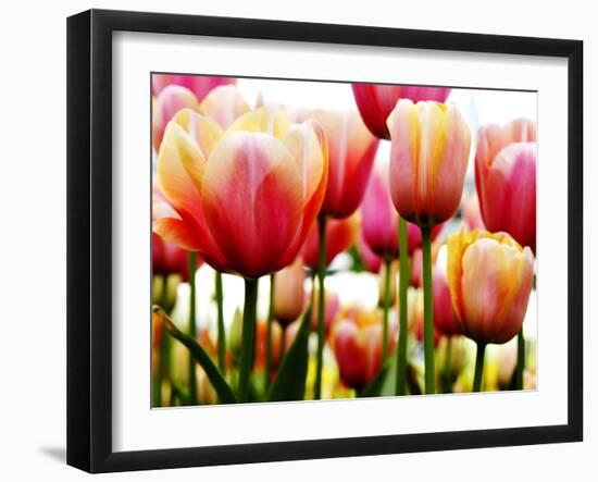 Tulips-null-Framed Photographic Print