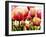 Tulips-null-Framed Photographic Print