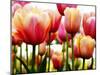 Tulips-null-Mounted Photographic Print