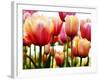 Tulips-null-Framed Photographic Print