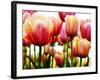 Tulips-null-Framed Photographic Print