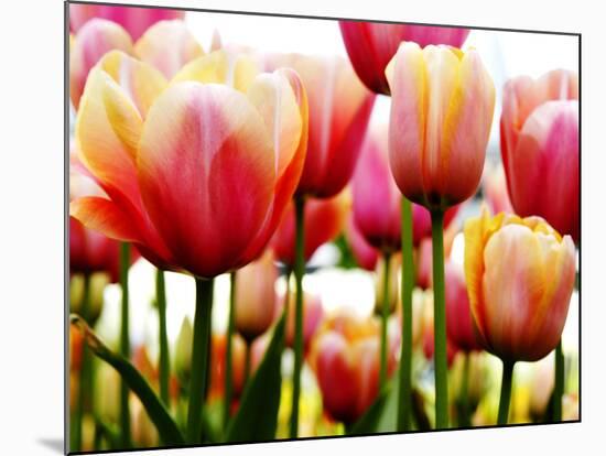 Tulips-null-Mounted Photographic Print