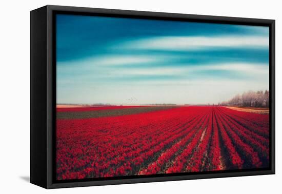 Tulips-Dirk Wuestenhagen-Framed Stretched Canvas