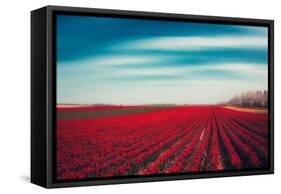 Tulips-Dirk Wuestenhagen-Framed Stretched Canvas