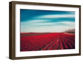 Tulips-Dirk Wuestenhagen-Framed Photographic Print