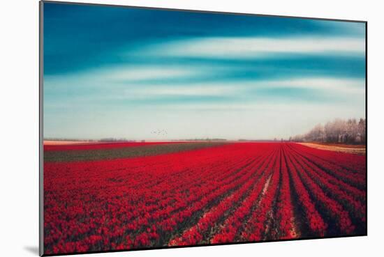 Tulips-Dirk Wuestenhagen-Mounted Photographic Print