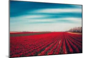 Tulips-Dirk Wuestenhagen-Mounted Photographic Print