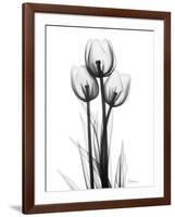 Tulips-Albert Koetsier-Framed Photographic Print