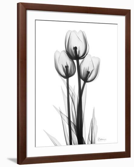 Tulips-Albert Koetsier-Framed Photographic Print