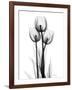 Tulips-Albert Koetsier-Framed Photographic Print