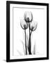 Tulips-Albert Koetsier-Framed Photographic Print