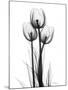 Tulips-Albert Koetsier-Mounted Photographic Print