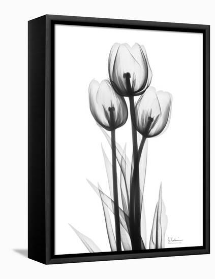 Tulips-Albert Koetsier-Framed Stretched Canvas