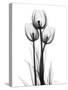 Tulips-Albert Koetsier-Stretched Canvas