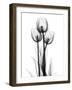 Tulips-Albert Koetsier-Framed Photographic Print