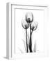 Tulips-Albert Koetsier-Framed Photographic Print