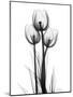 Tulips-Albert Koetsier-Mounted Photographic Print