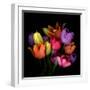 tulips-Magda Indigo-Framed Photographic Print