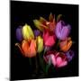 tulips-Magda Indigo-Mounted Photographic Print