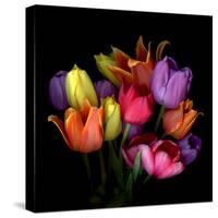 tulips-Magda Indigo-Stretched Canvas