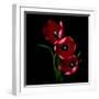 tulips-Magda Indigo-Framed Photographic Print