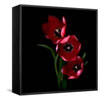 tulips-Magda Indigo-Framed Stretched Canvas