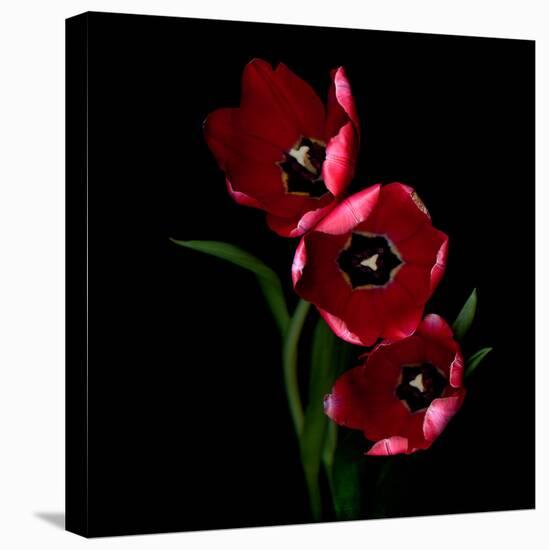 tulips-Magda Indigo-Stretched Canvas
