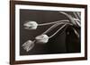 Tulips-Allan Wallberg-Framed Photographic Print