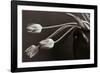 Tulips-Allan Wallberg-Framed Photographic Print