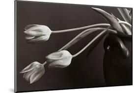 Tulips-Allan Wallberg-Mounted Photographic Print