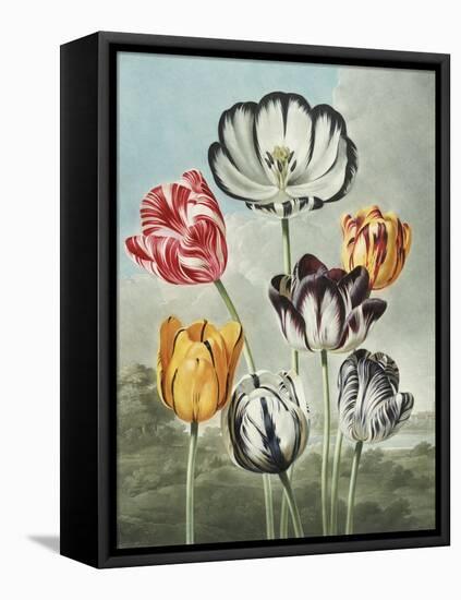 Tulips-Robert John Thornton-Framed Stretched Canvas